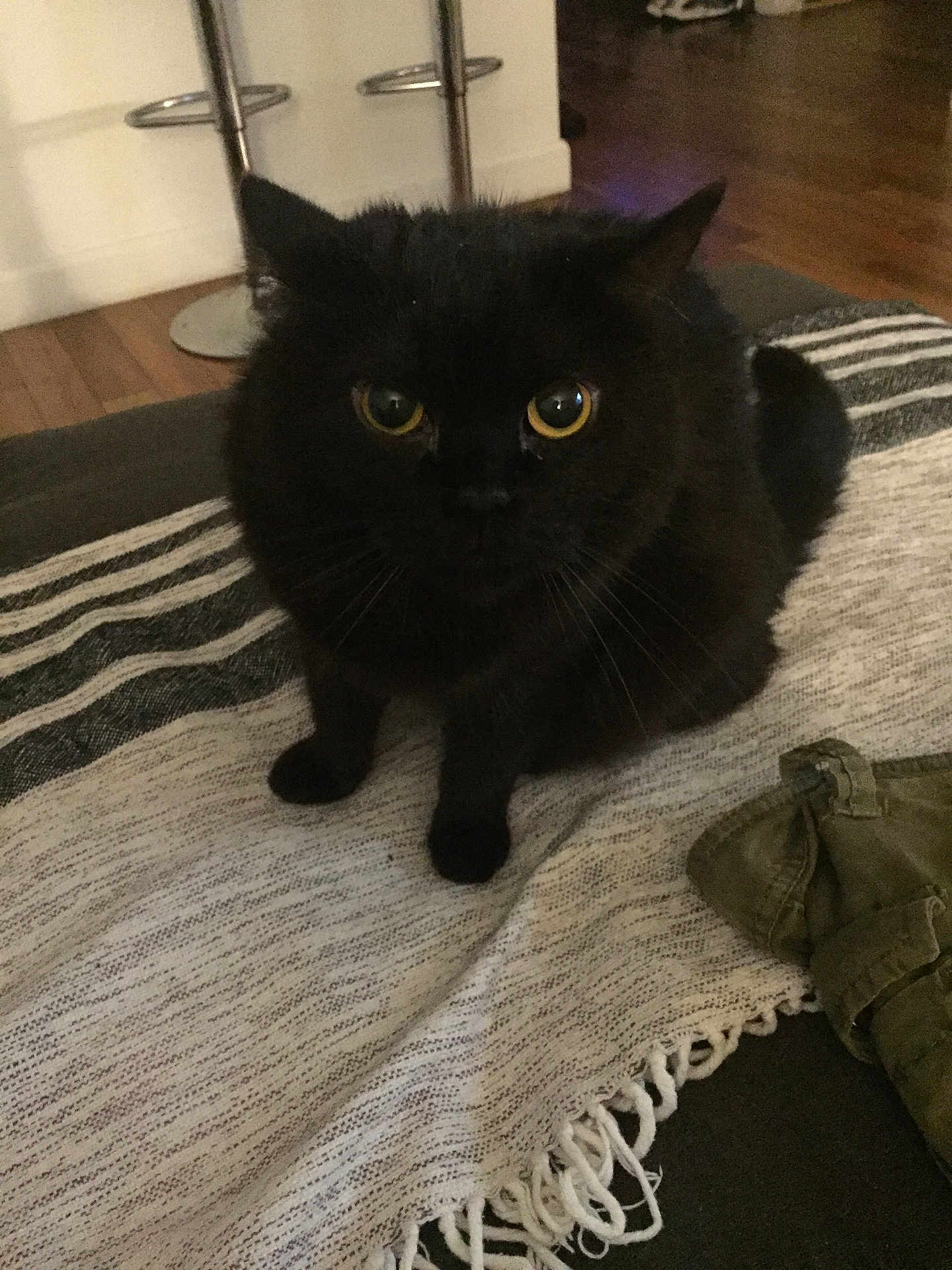 Cocco joined the competition — help win amazing prizes! black_cat, cat, pet, animal, indoor, blanket, striped_blanket, furniture, floor, wood_floor, cozy, yellow_eyes, whiskers, ears, tail, clothing, casual, domestic, cute, sitting