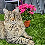 cat, tabby_cat, fluffy, yellow_eyes, grass, artificial_grass, flower_pot, pink_flowers, plant, indoor, chair, furniture, relaxed, pet, animal, closeup, portrait, whiskers, cute, domestic_cat