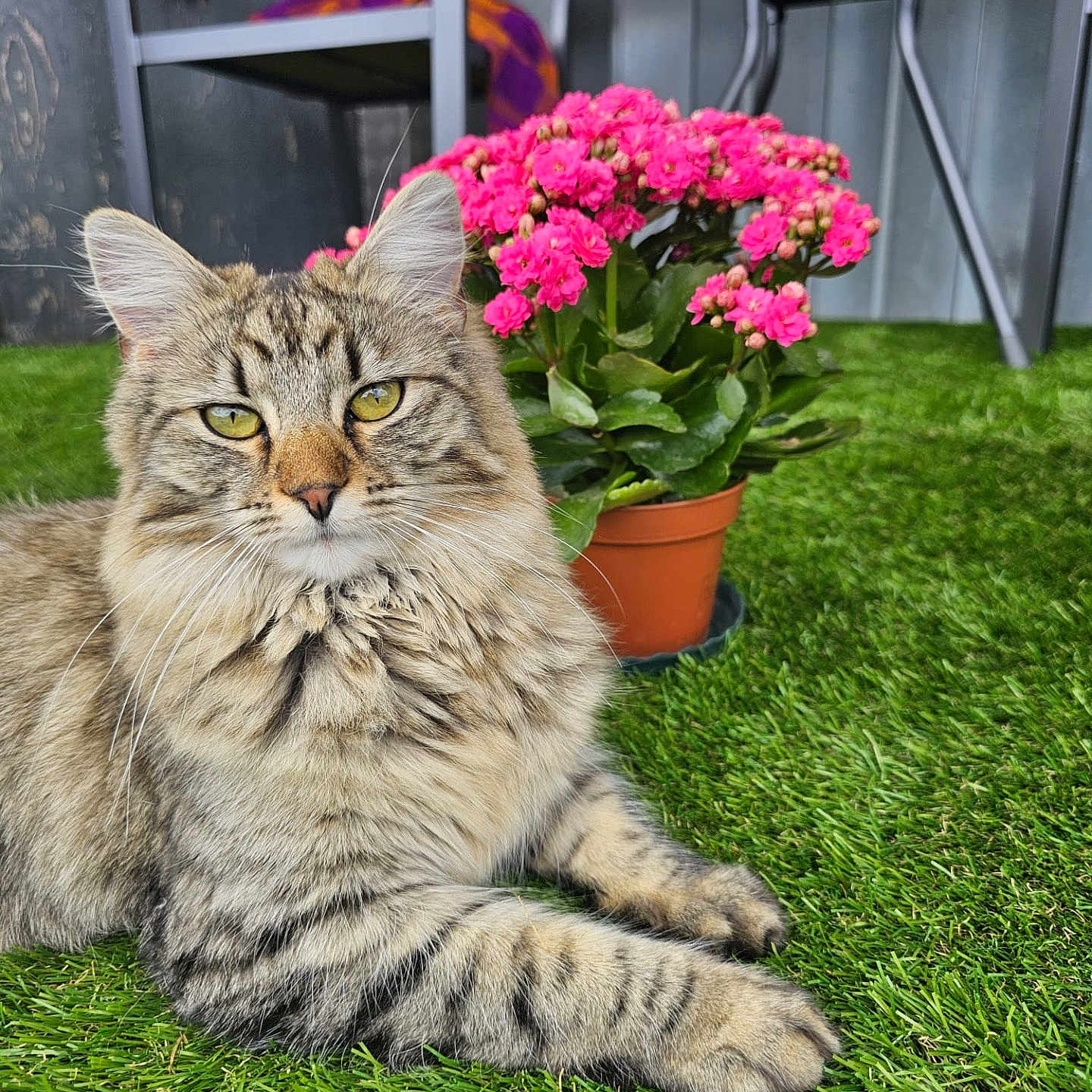 Mocha joined the competition — help win amazing prizes! animal, artificial_grass, cat, chair, closeup, cute, domestic_cat, flower_pot, fluffy, furniture, grass, indoor, pet, pink_flowers, plant, portrait, relaxed, tabby_cat, whiskers, yellow_eyes