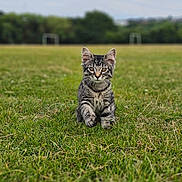 Luna joined the competition — help win amazing prizes! animal, cat, countryside, farm, field, grass, grassland, green, kitten, lawn, manx, meadow, nature, outdoors, park, pasture, pet, plant, rural, vegetation