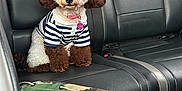 Kuromi Kawaii Sanrio joined the competition — help win amazing prizes! adorable, backseat, brown_and_white_fur, car_interior, companion, cute, dog, furry, inside_car, leather_seat, looking_at_camera, pet, poodle, resting, seatbelt, sitting, small_dog, striped_shirt, travel, vehicle