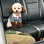 adorable, backseat, brown_and_white_fur, car_interior, companion, cute, dog, furry, inside_car, leather_seat, looking_at_camera, pet, poodle, resting, seatbelt, sitting, small_dog, striped_shirt, travel, vehicle