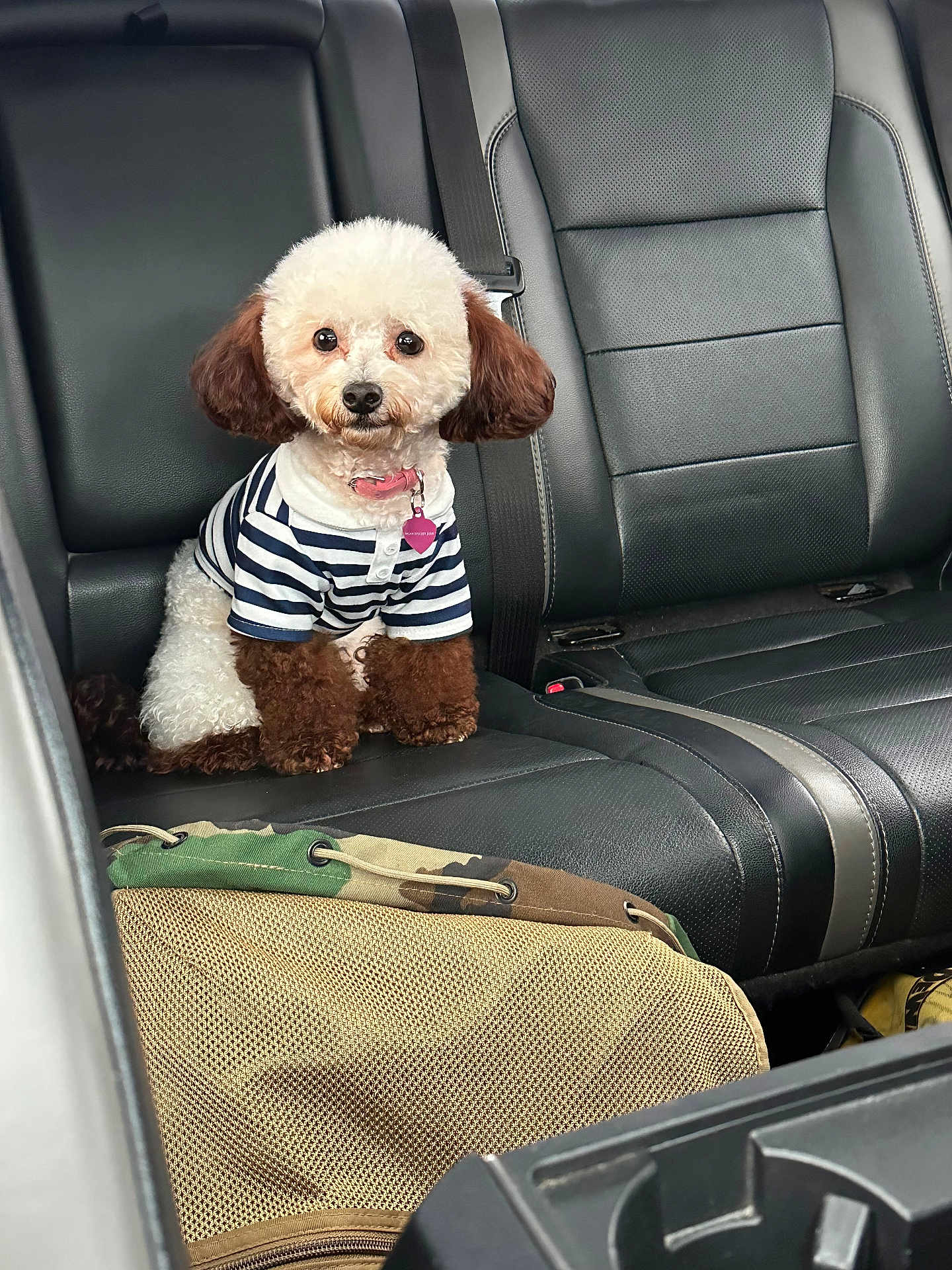 Kuromi Kawaii Sanrio joined the competition — help win amazing prizes! adorable, backseat, brown_and_white_fur, car_interior, companion, cute, dog, furry, inside_car, leather_seat, looking_at_camera, pet, poodle, resting, seatbelt, sitting, small_dog, striped_shirt, travel, vehicle