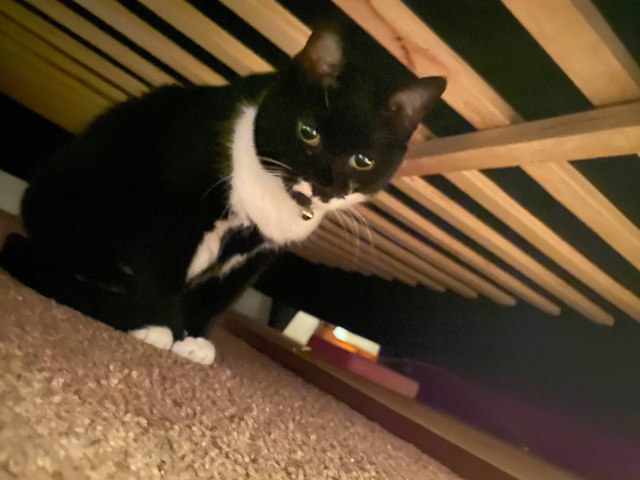 Buffy joined the competition — help win amazing prizes! black_cat, carnivore, cat, cat_supply, comfort, domestic_short_haired_cat, felidae, flooring, fur, hardwood, paw, room, small_to_medium_sized_cats, tail, tints_and_shades, whiskers, wood