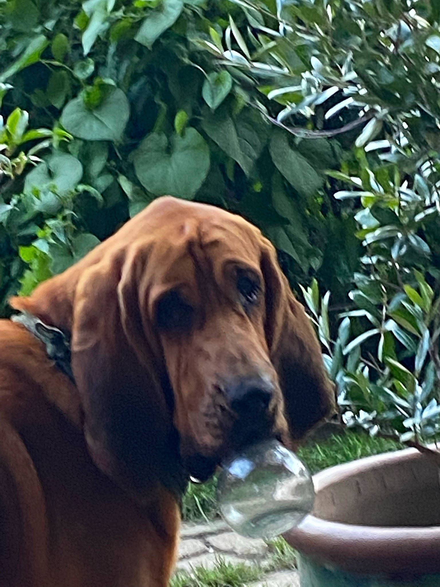 Otto joined the competition — help win amazing prizes! canidae, carnivore, comfort, companion_dog, dog, dog_breed, dog_supply, fawn, grass, gun_dog, liver, mixing_bowl, pet_supply, plant, snout, sporting_group, vertebrate, wildlife, wood, working_animal