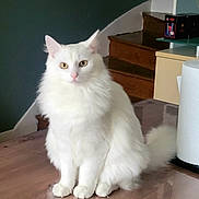 Bianca participe au concours pour gagner de l'argent avec cette photo : cat, white_cat, fluffy, pet, indoor, table, wooden_table, stairs, household, curious, sitting, feline, fur, domestic_animal, animal, looking, ears, tail, pink_nose, eyes