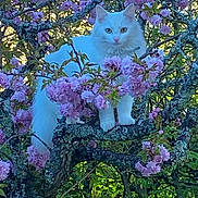 Bianca participe au concours pour gagner de l'argent avec cette photo : animal, blossoms, branch, cat, cute, eyes, flowering_tree, fur, garden, greenery, majestic, mammal, nature, outdoor, pet, pink_flowers, spring, tree, white_cat, wildlife