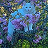 animal, blossoms, branch, cat, cute, eyes, flowering_tree, fur, garden, greenery, majestic, mammal, nature, outdoor, pet, pink_flowers, spring, tree, white_cat, wildlife