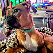 Jasmine Storm is registered to the contest to win money with this photo: dog, boxer, pet, brown_fur, white_chest, green_collar, blanket, leopard_pattern, closeup, portrait, indoor, living_room, television, furniture, cozy, relaxed, paw, mobility_aid, tv_show, colorful_lighting