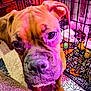 Jasmine Storm is registered to the contest to win money with this photo: dog, canine, pet, close_up, face, nose, eyes, crate, blanket, bedding, paw, indoor, colorful_lighting, purple_lighting, pink_lighting, wrinkled_skin, carpet, patterned_blanket, toy, curious_expression