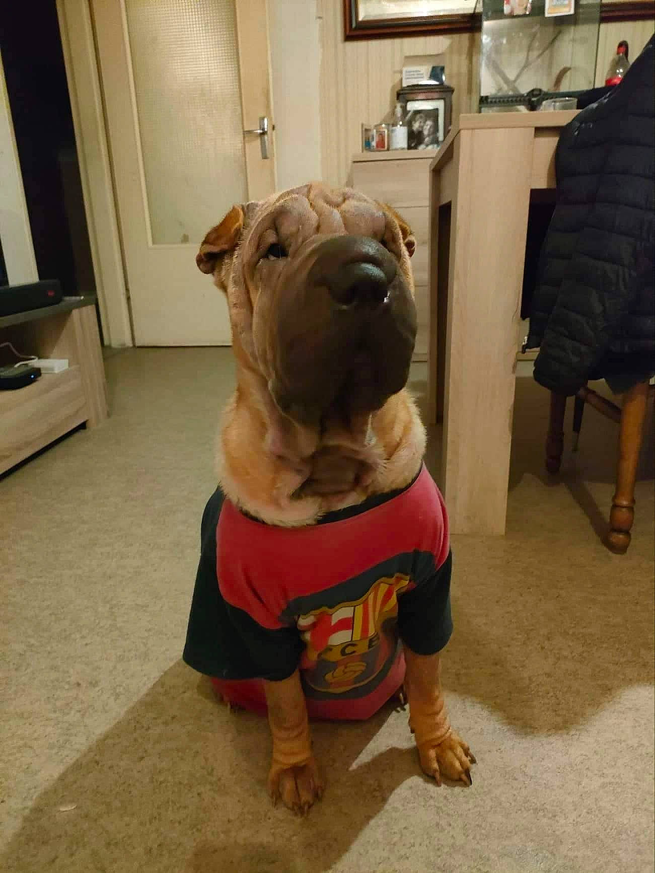 Friska a rejoint le concours — aidez-le/la à gagner de superbes lots ! bulldog, carnivore, collar, companion_dog, dog, dog_breed, dog_clothes, dog_collar, dog_supply, door, fawn, floor, flooring, fur, pet_supply, picture_frame, snout, sporting_group, toy_dog, working_animal