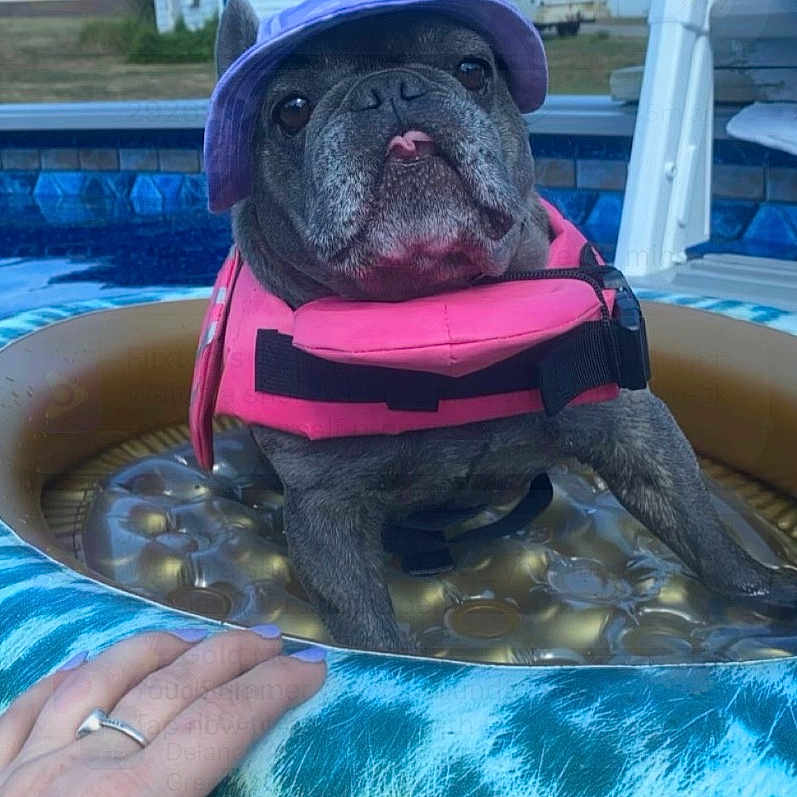 Ariel joined the competition — help win amazing prizes! animal, baby, bulldog, canine, clothing, dog, face, frenchbulldog, hat, head, lifejacket, person, pet, photography, pool, portrait, puppy, swimmingpool, vest, water