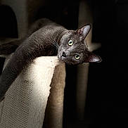 Oliver Winston joined the competition — help win amazing prizes! cat, gray_cat, feline, pet, animal, green_eyes, whiskers, pointed_ears, short_hair, upside_down, scratching_post, cat_tree, indoors, portrait, closeup, dramatic_lighting, dark_background, relaxed, curious, funny_pose