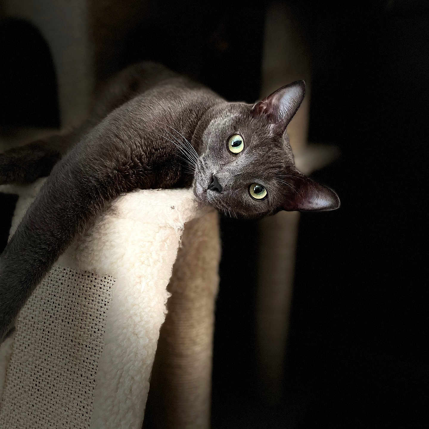 Oliver Winston joined the competition — help win amazing prizes! cat, gray_cat, feline, pet, animal, green_eyes, whiskers, pointed_ears, short_hair, upside_down, scratching_post, cat_tree, indoors, portrait, closeup, dramatic_lighting, dark_background, relaxed, curious, funny_pose