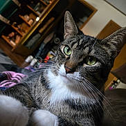 Scooter is registered to the contest to win money with this photo: animal, blanket, cat, close_up, cozy, curious, domestic, door, fur, furniture, green_eyes, household_items, indoor, lamp, pet, portrait, relaxing, shelf, tabby, whiskers