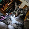animal, blanket, cat, close_up, cozy, curious, domestic, door, fur, furniture, green_eyes, household_items, indoor, lamp, pet, portrait, relaxing, shelf, tabby, whiskers