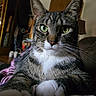 Scooter is registered to the contest to win money with this photo: animal, blanket, cat, close_up, comfort, couch, cozy, domestic_cat, feline, focus, fur, green_eyes, home, household, indoor, pet, portrait, relaxed, tabby, whiskers