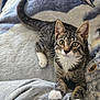 Scooter is registered to the contest to win money with this photo: animal, cat, cozy, curious, ears, feline, grey_clothing, indoor, kitten, looking_up, person, pet, playful, soft_blanket, tabby, tail, whiskers, white_chest, white_paws, young_cat
