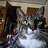 Scooter joined the competition — help win amazing prizes! animal, cat, close_up, curious, domestic_cat, face, fur, furniture, green_eyes, household, indoor, living_room, nose, open_door, pet, portrait, shelf, tabby_cat, whiskers