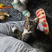 Scooter joined the competition — help win amazing prizes! kitten, cat, pet, indoor, carpet, crocheted_toy, shoe, gray_sweatpants, person, paw, tabby, curious, clinging, closeup, feline, young_animal, cozy, looking_at_camera, domestic_animal, playful