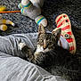 kitten, cat, pet, indoor, carpet, crocheted_toy, shoe, gray_sweatpants, person, paw, tabby, curious, clinging, closeup, feline, young_animal, cozy, looking_at_camera, domestic_animal, playful