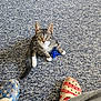 animal, blue_crocs, books, carpet, cat, crocs, curious, floor, footwear, furniture_leg, home, indoor, kitten, looking, pet, red_crocs, sitting, tabby, toy, white_paws