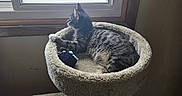 Scooter joined the competition — help win amazing prizes! animal, carpeted, cat, cat_bed, cozy, curious, furniture, home, indoor, kitten, light, looking_out, peaceful, pet, plush, resting, tabby, toy, window, wood