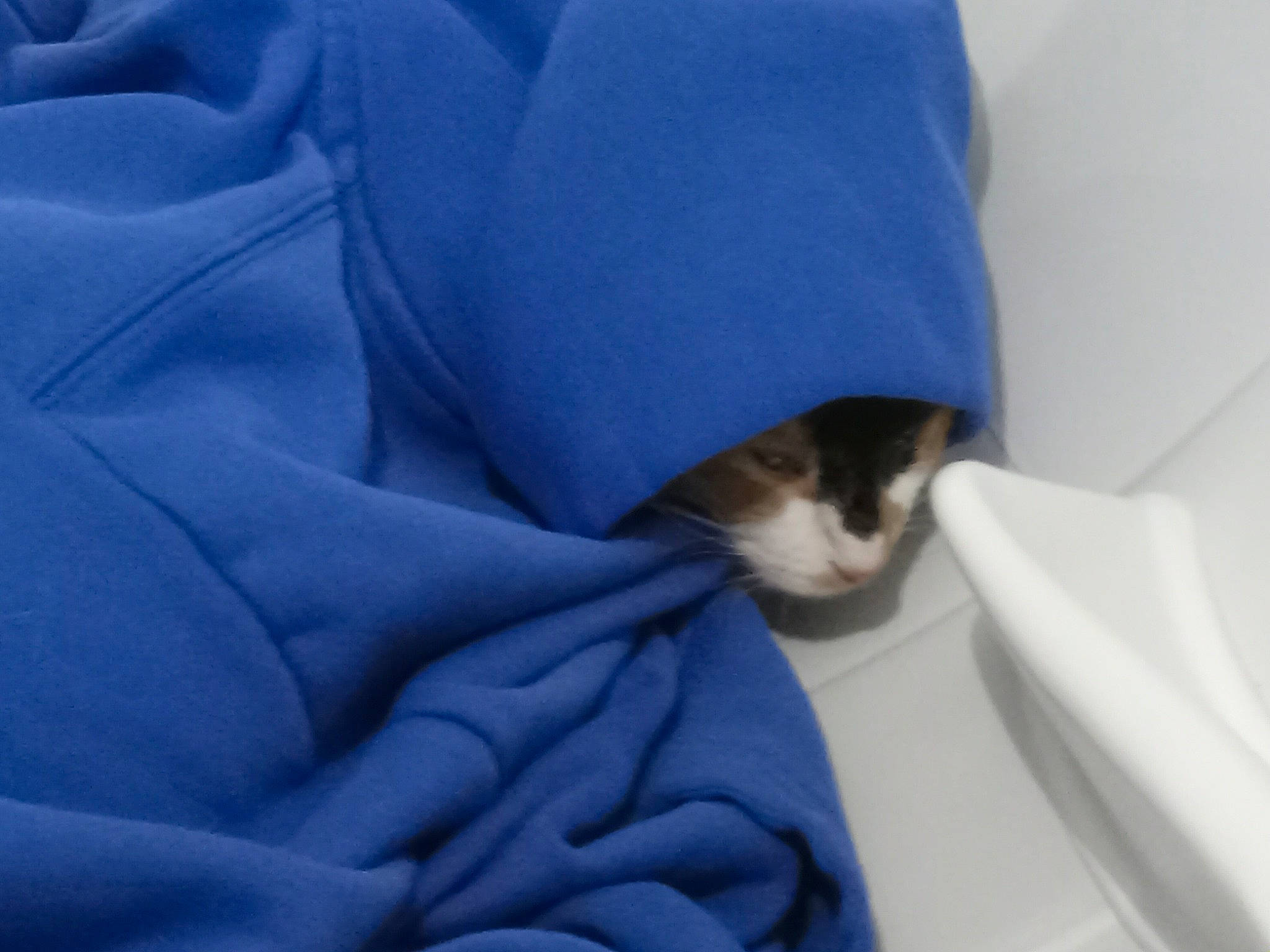 Iris joined the competition — help win amazing prizes! bedding, blanket, carnivore, cat, cat_supply, comfort, domestic_short_haired_cat, electric_blue, felidae, fur, grey, human_leg, linens, nap, room, sleeve, small_to_medium_sized_cats, tail, whiskers