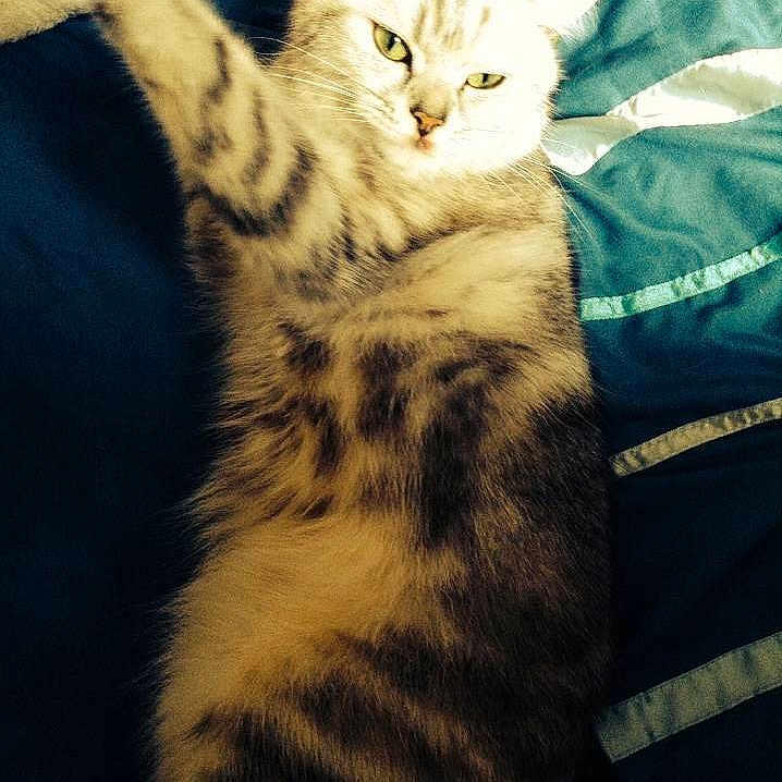 Snowbell is registered to the contest to win money with this photo: