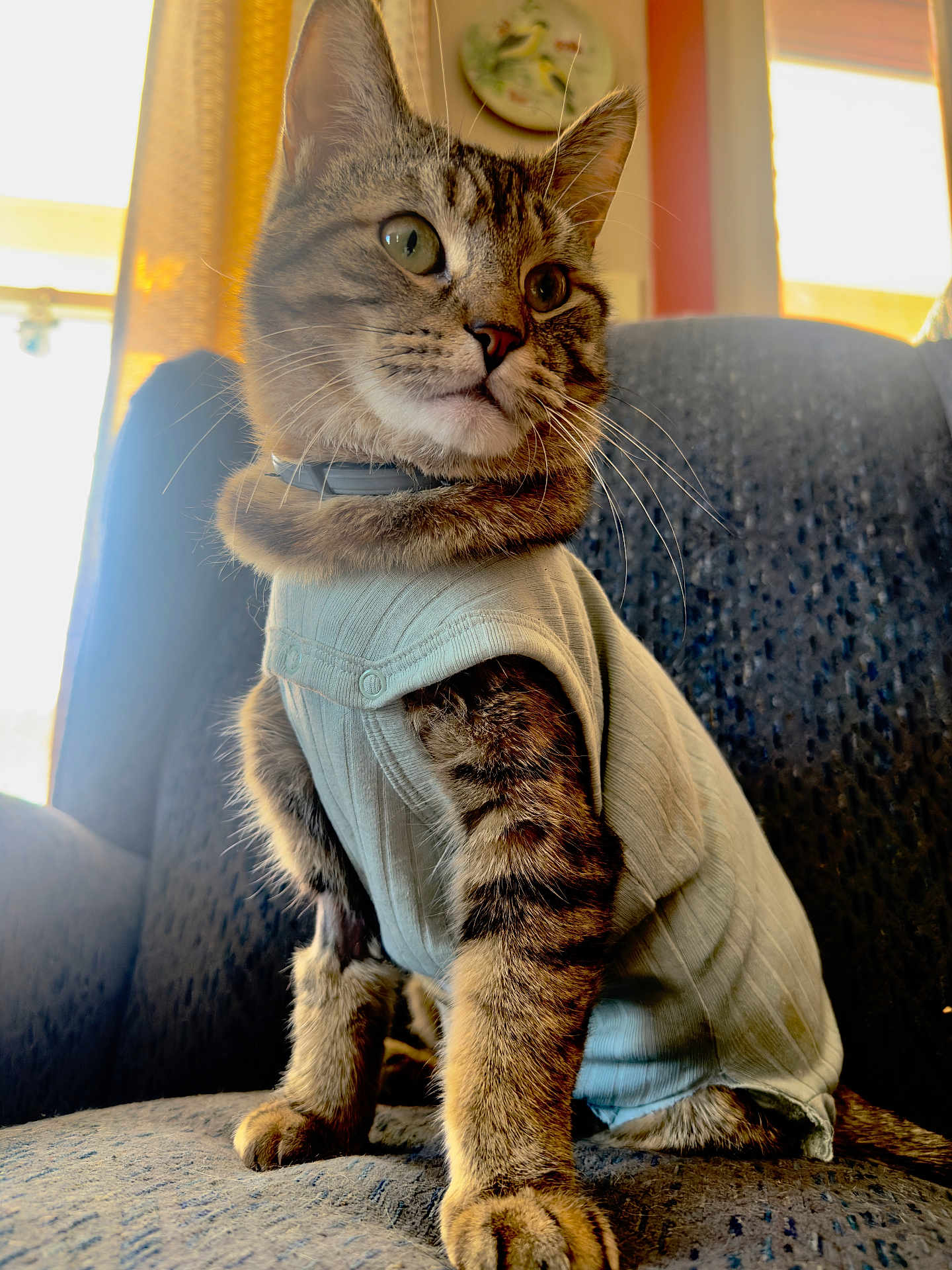 Ember is registered to the contest to win money with this photo: cat, tabby_cat, feline, pet, whiskers, paws, fur, collar, sweater, clothing, armchair, chair, indoor, portrait, closeup, cute, mammal, seated, curious, green_eyes