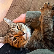 Ember is registered to the contest to win money with this photo: cat, tabby, whiskers, paw, fur, couch, sofa, hand, sleeve, knit, fabric, indoor, cozy, close_up, portrait, pet, relaxed, napping, face, home