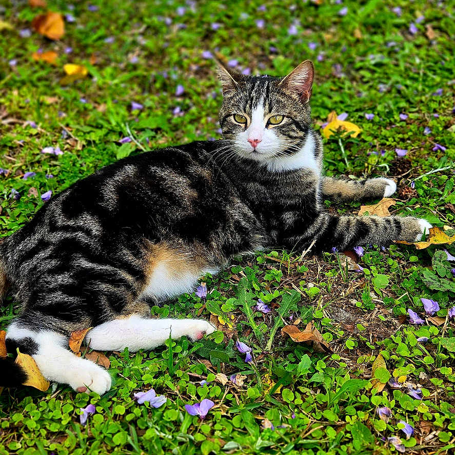 Peli joined the competition — help win amazing prizes! animal, cat, closeup, daylight, flowers, grass, greenery, ground, lying_down, mammal, nature, outdoor, paws, peaceful, pet, purple_flowers, relaxed, striped_fur, tabby, whiskers
