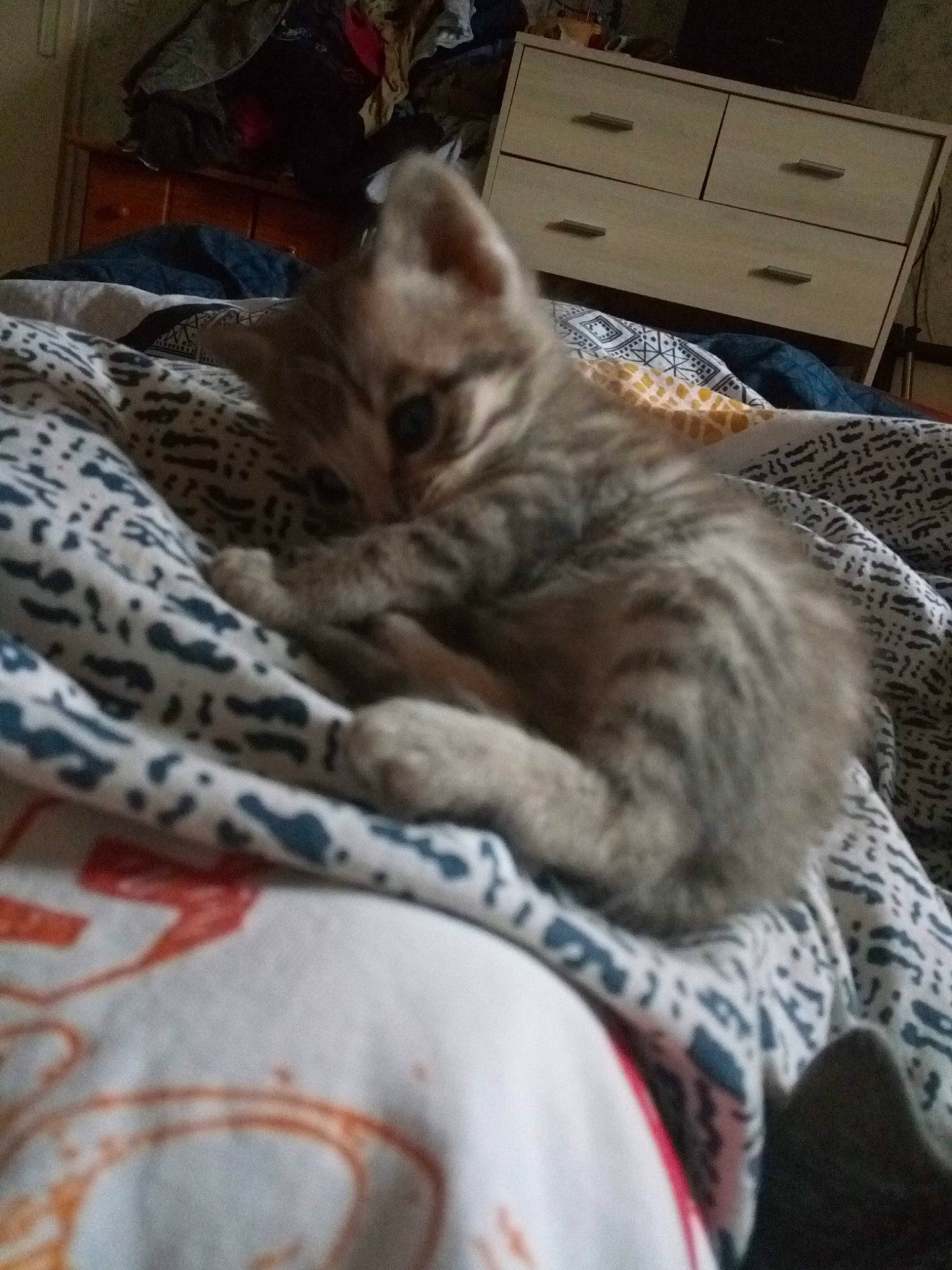 Doudou a rejoint le concours — aidez-le/la à gagner de superbes lots ! bed, cabinetry, carnivore, cat, chest, chest_of_drawers, comfort, computer_keyboard, domestic_short_haired_cat, drawer, felidae, fur, grey, home_appliance, linens, nap, paw, small_to_medium_sized_cats, whiskers, wood