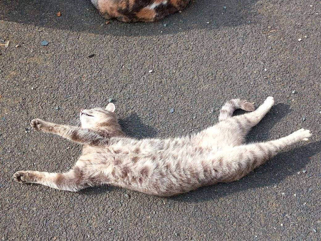 Doudou participe au concours pour gagner de l'argent avec cette photo : asphalt, canidae, carnivore, cat, claw, domestic_short_haired_cat, fawn, felidae, foot, fur, gesture, human_leg, paw, road_surface, sand, small_to_medium_sized_cats, snout, tail, terrestrial_animal, whiskers