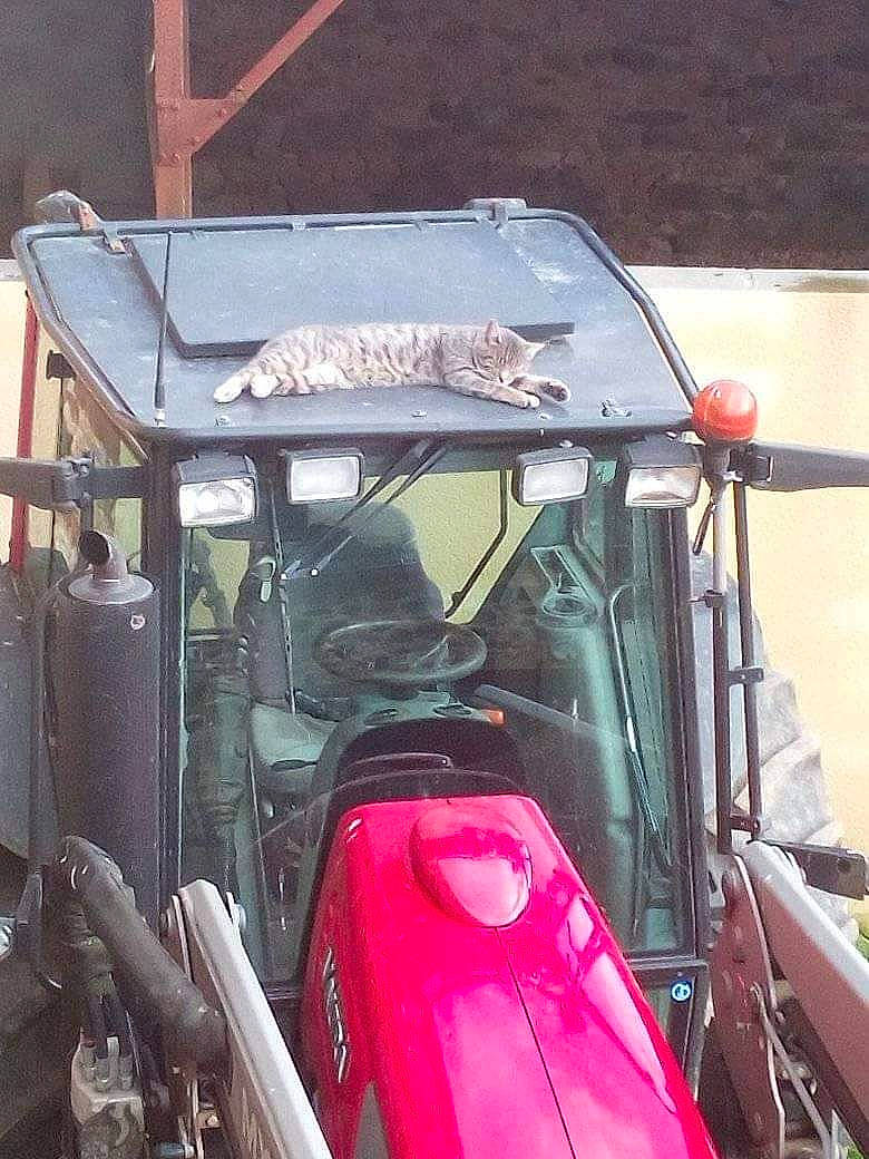 Doudou participe au concours pour gagner de l'argent avec cette photo : auto_part, automotive_design, automotive_exterior, automotive_lighting, automotive_tire, automotive_wheel_system, bumper, fender, gas, glass, hood, mode_of_transport, motor_vehicle, rolling, tire, truck, vehicle, vehicle_door, wheel, windshield