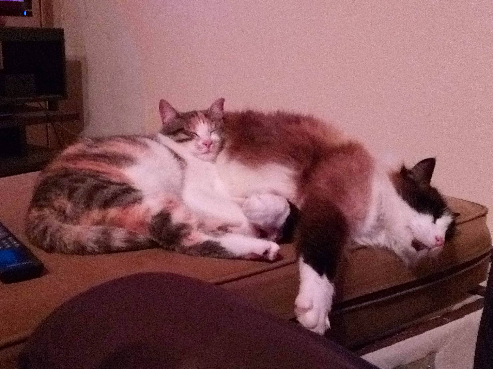 Tatouille D'Amour a rejoint le concours — aidez-le/la à gagner de superbes lots ! box, carnivore, cat, comfort, domestic_short_haired_cat, eye, felidae, flooring, fur, hardwood, home_appliance, lap, paw, room, sitting, small_to_medium_sized_cats, snout, tail, television, whiskers