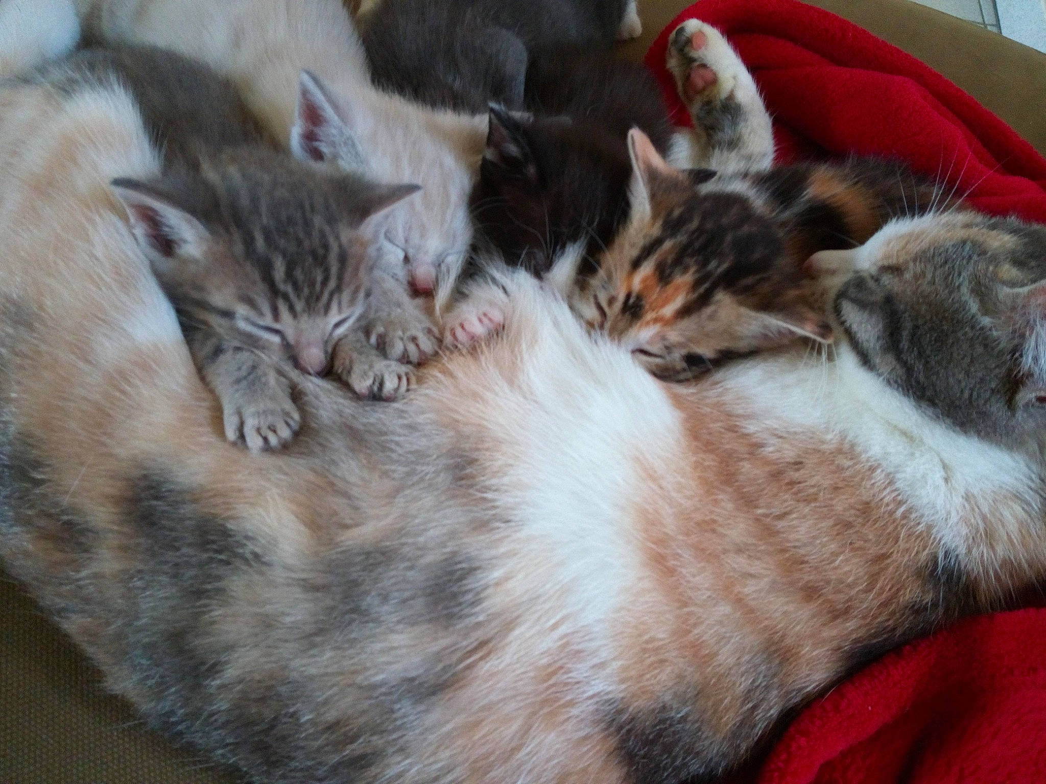 Tatouille D'Amour a rejoint le concours — aidez-le/la à gagner de superbes lots ! carnivore, cat, claw, comfort, domestic_short_haired_cat, fawn, felidae, fur, nap, paw, sleep, small_to_medium_sized_cats, snout, tail, tree, whiskers