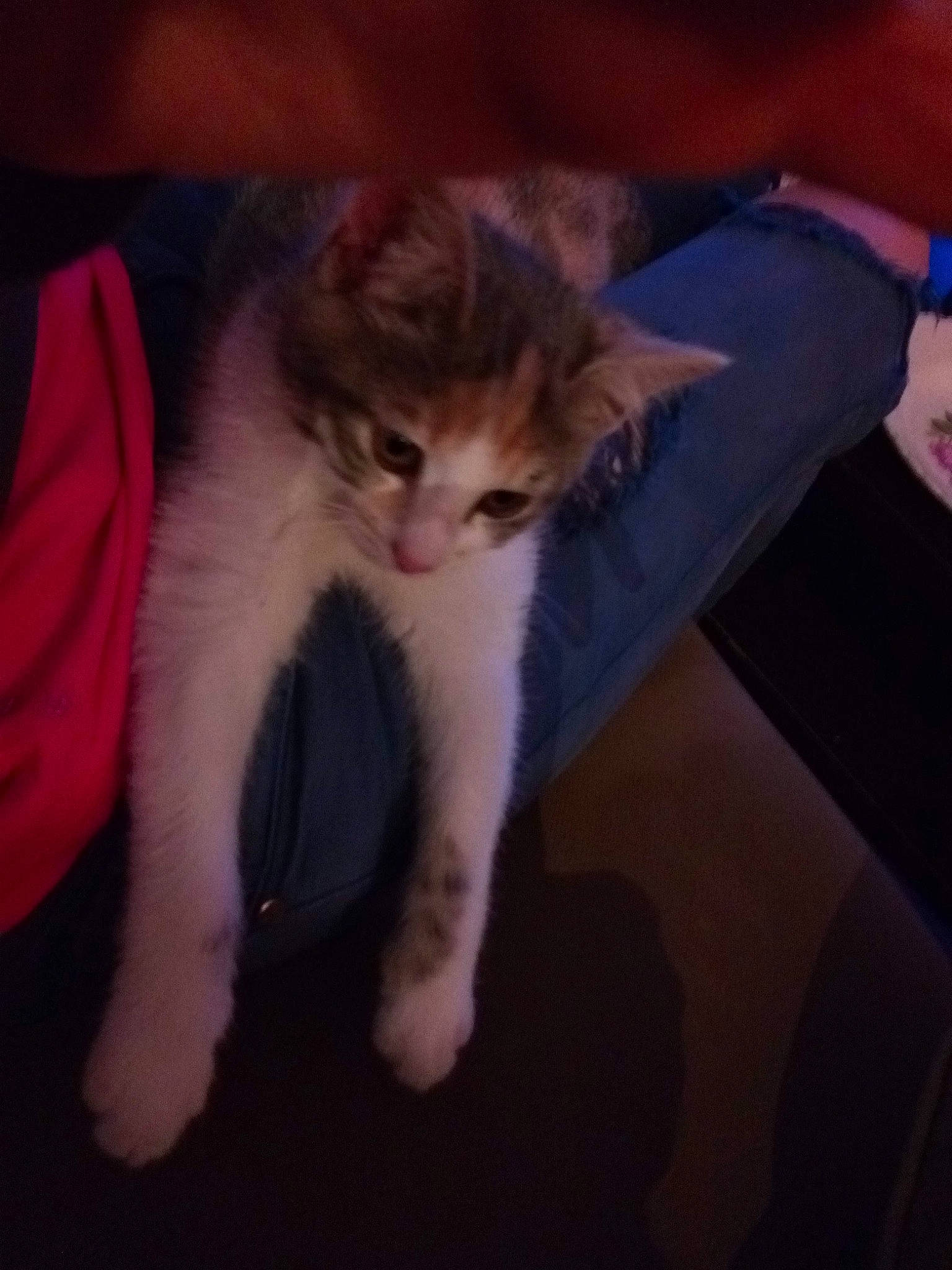 Tatouille D'Amour a rejoint le concours — aidez-le/la à gagner de superbes lots ! carnivore, cat, claw, cloud, comfort, domestic_short_haired_cat, fawn, felidae, flooring, foot, fur, gesture, lap, paw, plant, sky, small_to_medium_sized_cats, snout, tail, whiskers