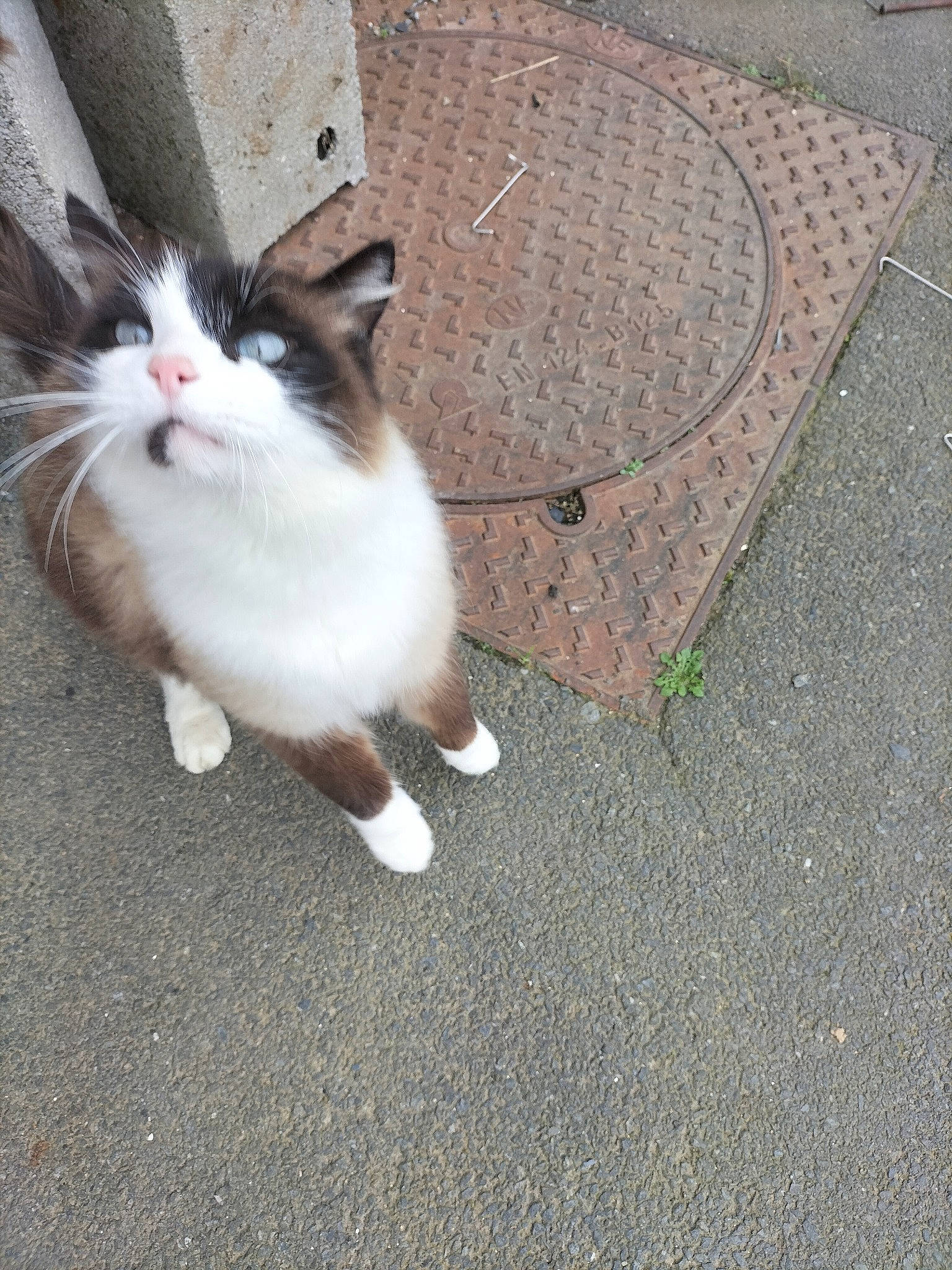 Miou-miou participe au concours pour gagner de l'argent avec cette photo : asphalt, carnivore, cat, companion_dog, domestic_short_haired_cat, eye, felidae, flooring, fur, grass, human_leg, paw, road_surface, sidewalk, small_to_medium_sized_cats, snout, tail, tar, whiskers, wood
