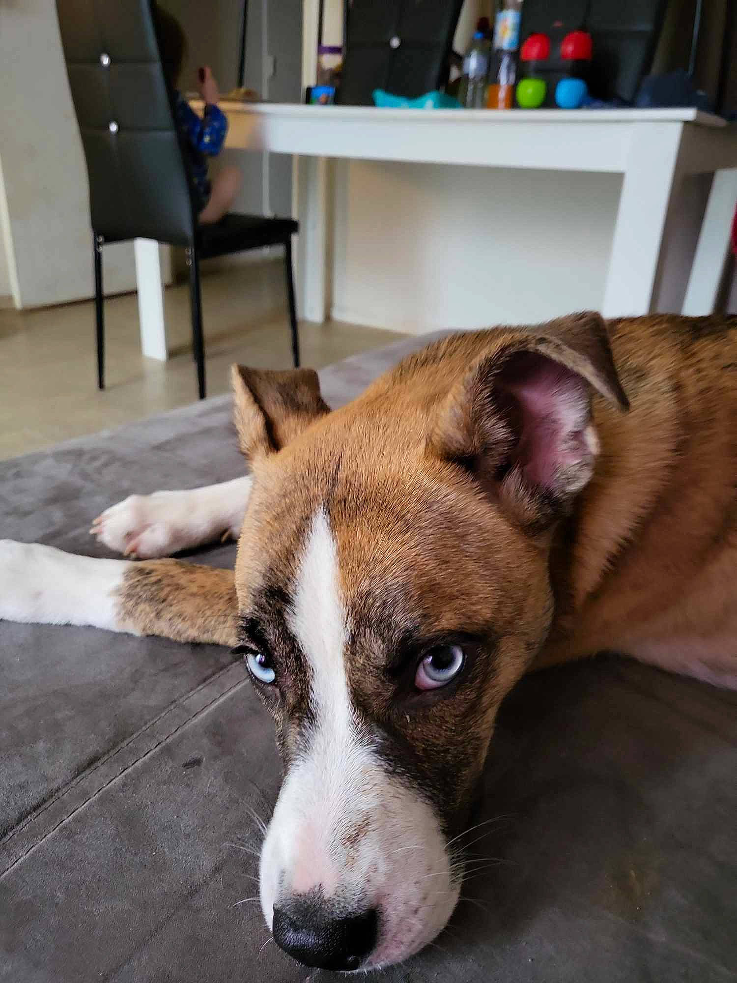 Thalya participe au concours pour gagner de l'argent avec cette photo : canidae, carnivore, chair, collar, companion_dog, dog, dog_breed, fawn, flooring, fur, furniture, hardwood, sighthound, snout, sporting_group, table, terrestrial_animal, whiskers, wood, working_animal