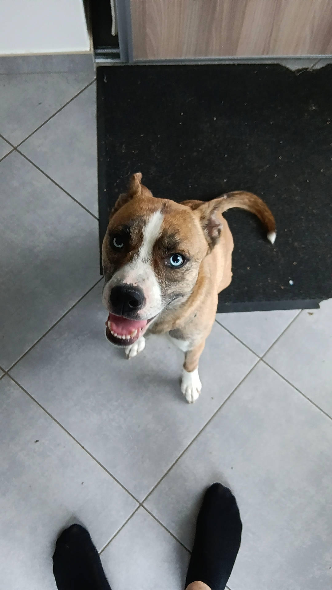 Thalya a rejoint le concours — aidez-le/la à gagner de superbes lots ! canidae, collar, companion_dog, dog, dog_breed, fawn, flooring, non_sporting_group, pet_supply, puppy, road_surface, sidewalk, street_dog, tail, tile_flooring, whiskers, working_animal