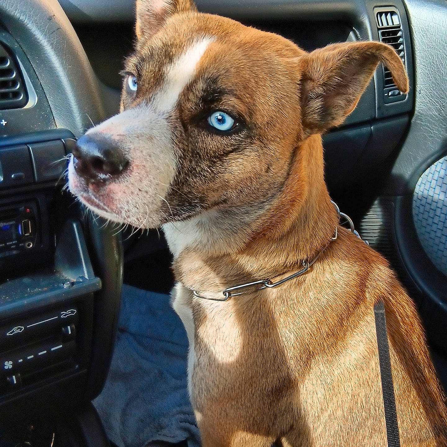 Thalya participe au concours pour gagner de l'argent avec cette photo : auto_part, automotive_exterior, automotive_mirror, car, car_seat, carnivore, collar, companion_dog, dog, dog_breed, dog_collar, fawn, motor_vehicle, personal_luxury_car, steering_wheel, vehicle, vehicle_door, whiskers, windshield, working_animal