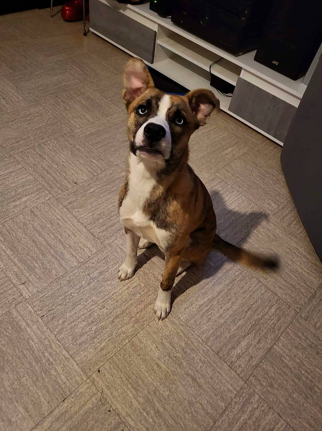 Thalya a rejoint le concours — aidez-le/la à gagner de superbes lots ! carnivore, collar, companion_dog, dog, dog_breed, fawn, floor, flooring, fur, hardwood, laminate_flooring, paw, road_surface, snout, tail, toy_dog, whiskers, wood, wood_flooring, working_animal