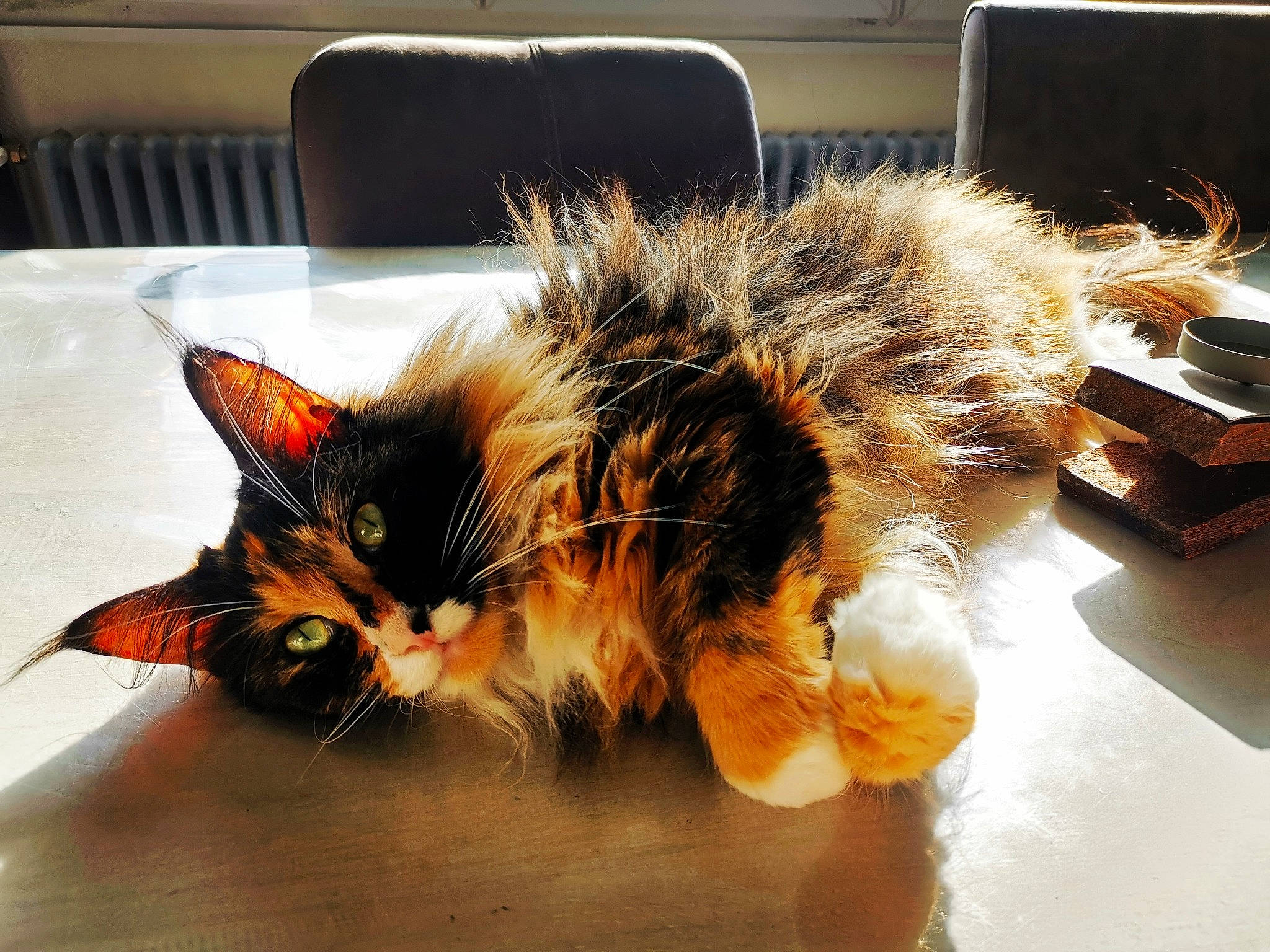 Ohanna a rejoint le concours — aidez-le/la à gagner de superbes lots ! carnivore, cat, claw, comfort, couch, domestic_short_haired_cat, felidae, flowerpot, fur, houseplant, paw, plant, room, small_to_medium_sized_cats, tail, whiskers, window