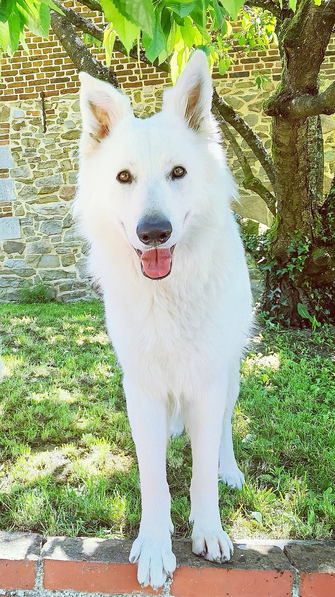 Patton participe au concours pour gagner de l'argent avec cette photo : ancient_dog_breeds, canidae, carnivore, collar, companion_dog, dog, dog_breed, dog_supply, fang, giant_dog_breed, grass, non_sporting_group, plant, snout, sporting_group, terrestrial_animal, tree, working_animal, working_dog