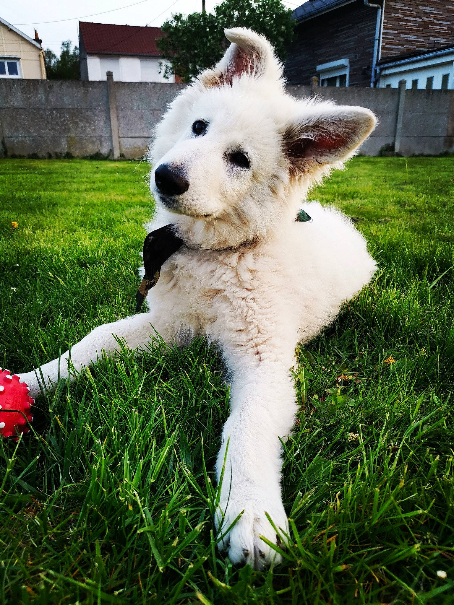 Patton participe au concours pour gagner de l'argent avec cette photo : berger_blanc_suisse, canidae, carnivore, companion_dog, dog, dog_breed, fur, grass, mammal, puppy, vertebrate, white_shepherd