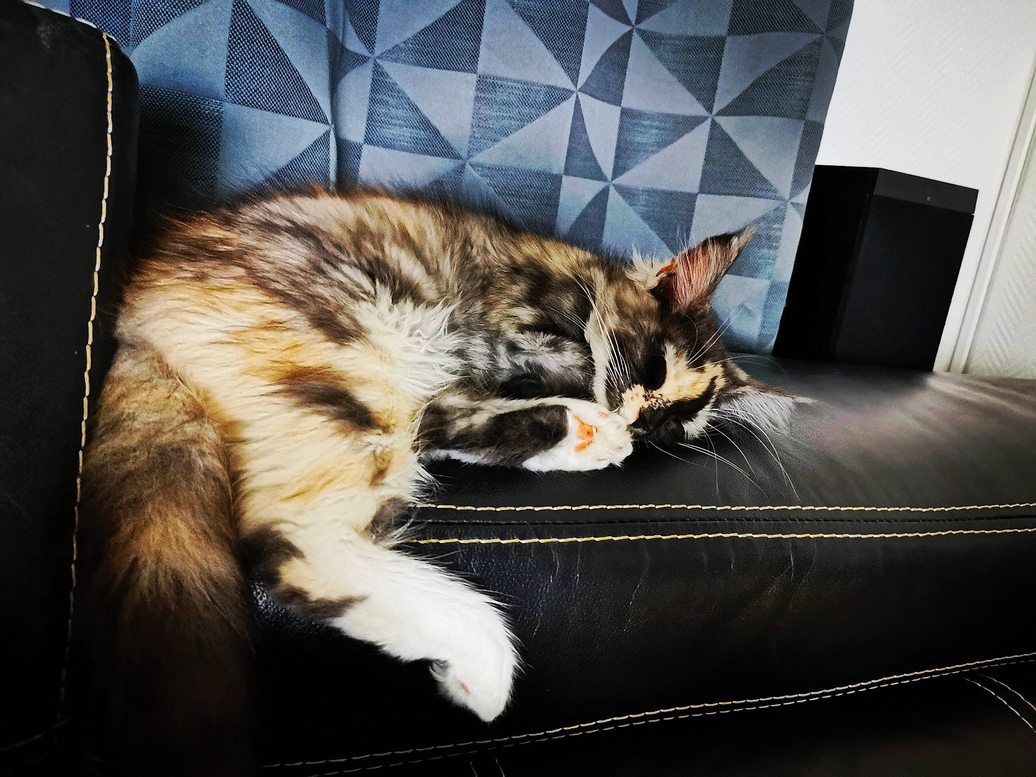 Pearl participe au concours pour gagner de l'argent avec cette photo : american_shorthair, asian, carnivore, cat, claw, domestic_short_haired_cat, dragon_li, ear, european_shorthair, felidae, floor, fur, kitten, mammal, paw, small_to_medium_sized_cats, tabby_cat, tail, whiskers