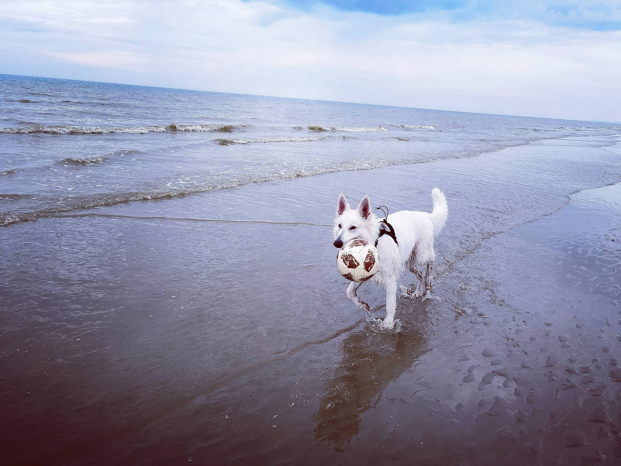 Roxy participe au concours pour gagner de l'argent avec cette photo : beach, carnivore, cloud, coast, coastal_and_oceanic_landforms, companion_dog, dog, dog_breed, fawn, fluid, horizon, landscape, liquid, mammal, ocean, sky, tail, vertebrate, water, wind_wave
