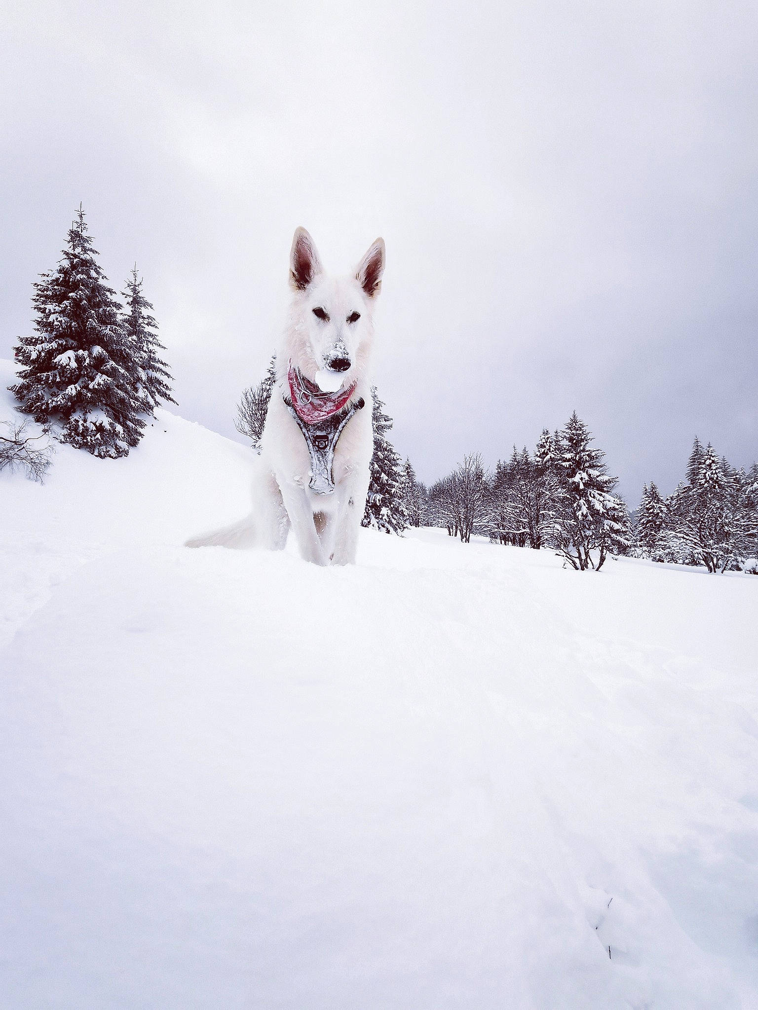 Roxy a rejoint le concours — aidez-le/la à gagner de superbes lots ! arctic, canis, carmine, carnivore, dog, dog_breed, freezing, frost, fur, glacial_landform, ice_cap, landscape, polar_ice_cap, recreation, sky, slope, snow, tree, winter, wolf