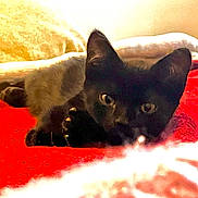 Lix is registered to the contest to win money with this photo: animal, bed, black_cat, blanket, cat, close_up, cozy, curious, cute, ears, eyes, feline, indoor, lying_down, pet, red_blanket, relaxed, resting, soft_texture, warm_lighting